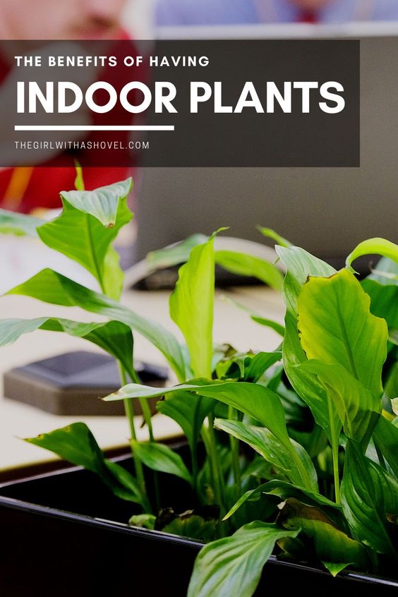 Uncovering the Superlative Benefits of Indoor Plantation