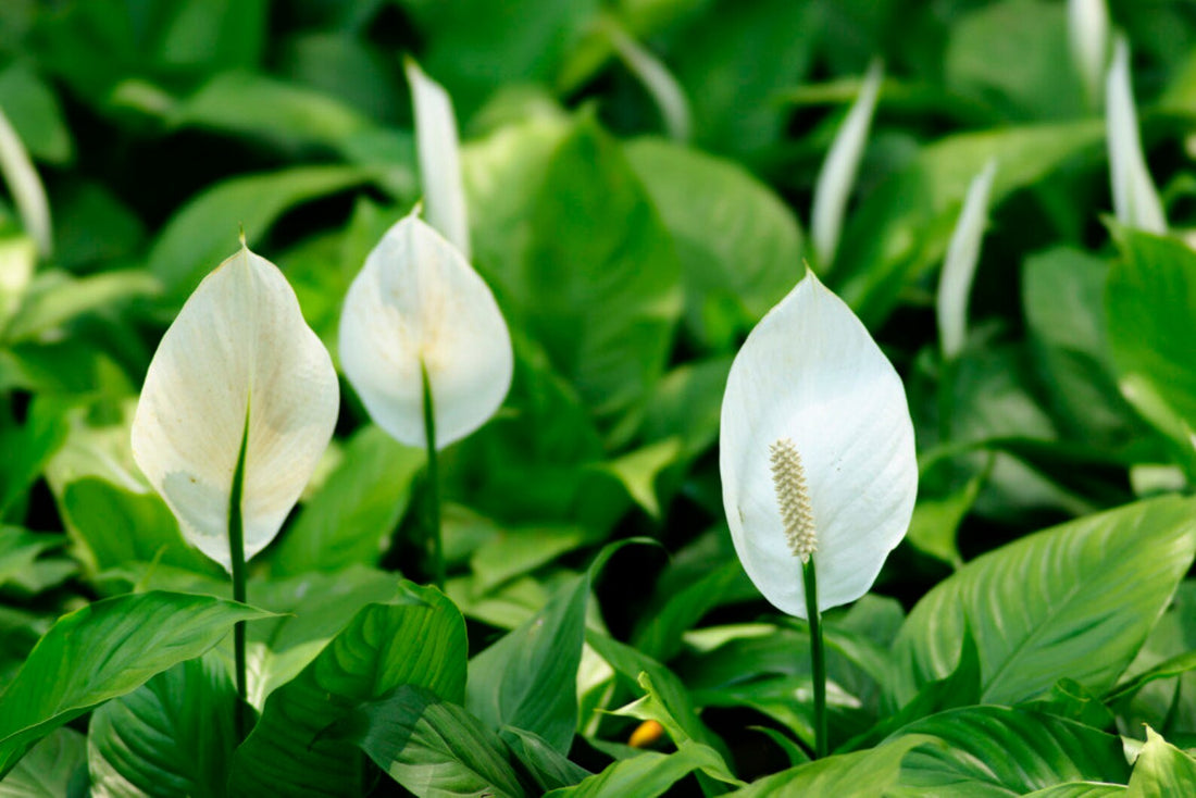 Peace Lilly plant Flower provide a calm fresh look with lush green back ground