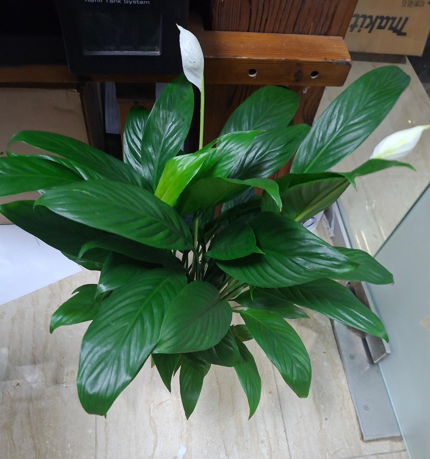 Peace Lily Indoor Plant-Holland -Basic Nursery Pot  – Elegant Air-Purifying Plant