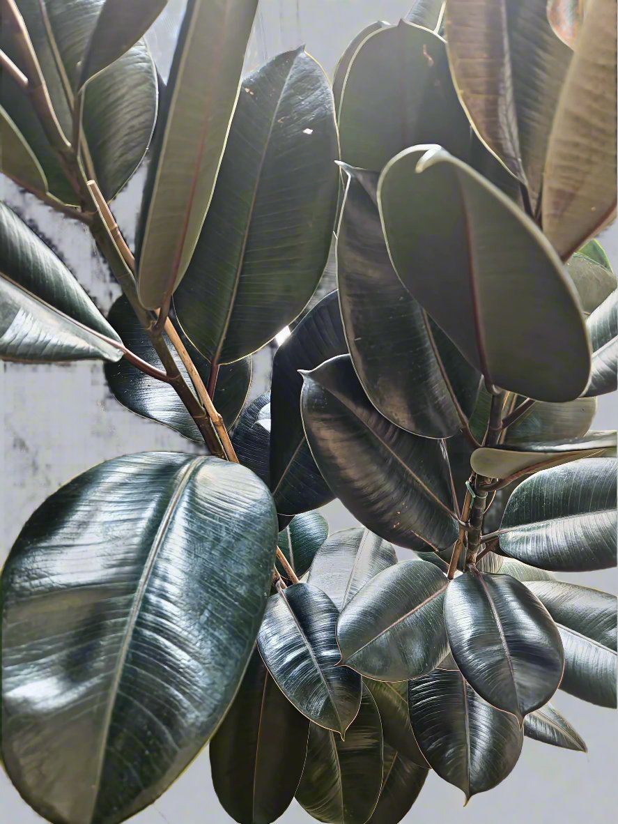 Rubber Plant different size available