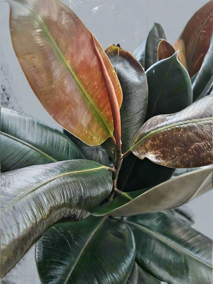 Rubber Plant different size available