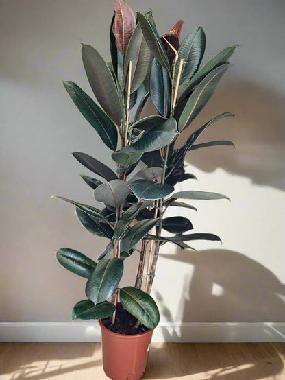 Rubber Plant different size available