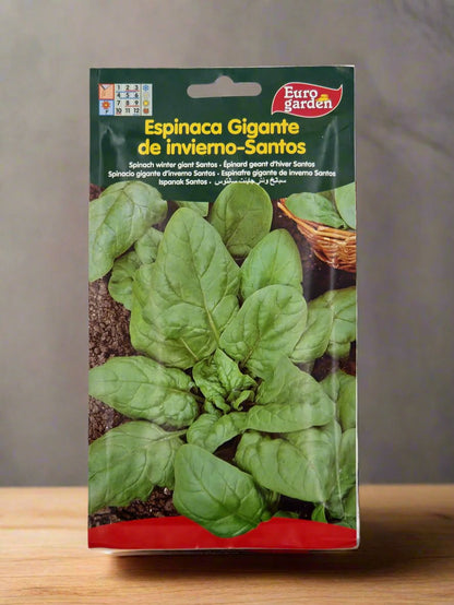 Spinach winter giant Santos Seeds by (Euro Garden)