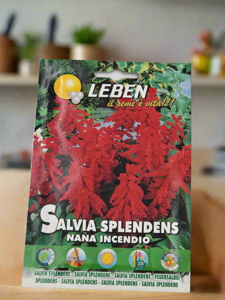 Salvia Splendens Seeds by Leben
