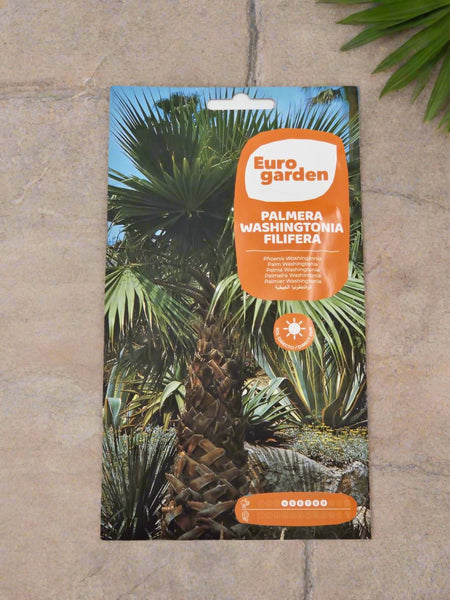 Palm Washingtonia seeds by euro garden