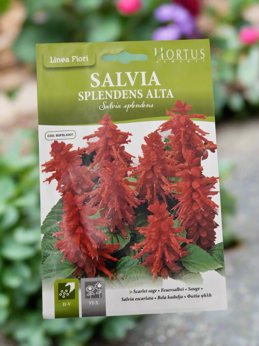 Scarlet sage seeds by Hortus