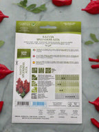 Scarlet sage seeds by Hortus