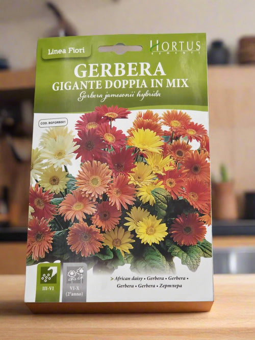 African daisy Mx seeds by Hortus
