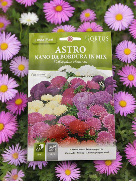 Aster Mix 'Astro Nano Da Bordura In Mix' – Premium Quality Flower Seeds by Hortus Sementi