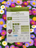 Aster Mix 'Astro Nano Da Bordura In Mix' – Premium Quality Flower Seeds by Hortus Sementi in Deevan’s Nobel House Decor and gardening  seeds with services 