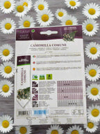 Chamomile Herb Seeds by Hortus Sementi – Premium Quality
