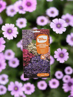 Cineraria Hybrid Dwarf Flower Seeds by Euro Garden at  Deevan’s Nobel House Decor and Gardening Seeds with Services