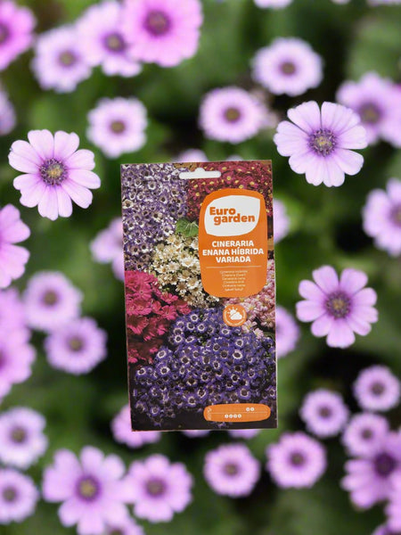 Cineraria Hybrid Dwarf Flower Seeds by Euro Garden