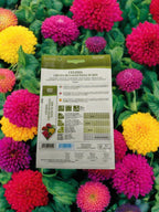Cockscomb Seeds - Celosia Cristata Mix by Hortus