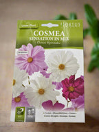 Cosmos Mix  (Cosmea Sensation In Mix) Seeds by Hortus at  Deevan’s Nobel House Decor and Gardening Seeds with Services.
