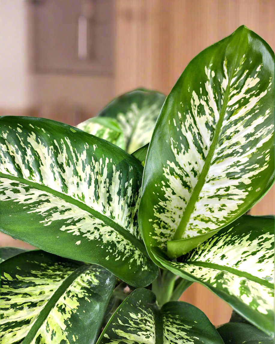 Dumb Cane (Dieffenbachia) Indoor Plant by Holland, Air-Purifying & Low Maintenance