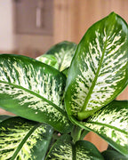 Dumb Cane (Dieffenbachia) Indoor Plant by Holland, Air-Purifying & Low Maintenance