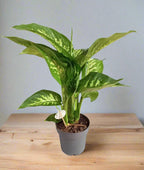 Dumb indoor plant