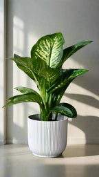 Indoor plant