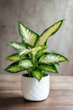 indoor plant