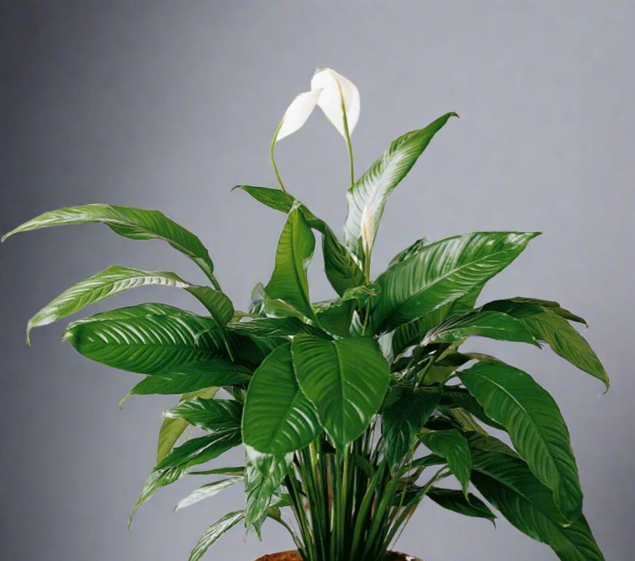 stress release plant