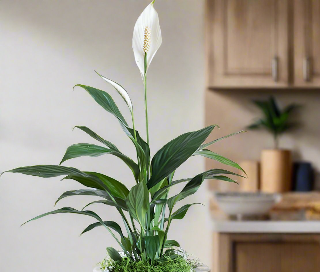 Peace Lily Indoor Plant-Holland -Basic Nursery Pot  – Elegant Air-Purifying Plant