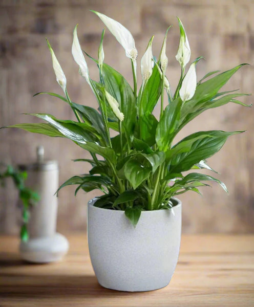 Peace Lily Indoor Plant-Holland -Basic Nursery Pot  – Elegant Air-Purifying Plant
