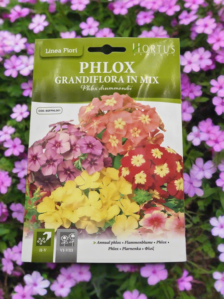 Premium Quality Hortus Annual Phlox Mix Seeds – Phlox Grandiflora in a Beautiful Blend