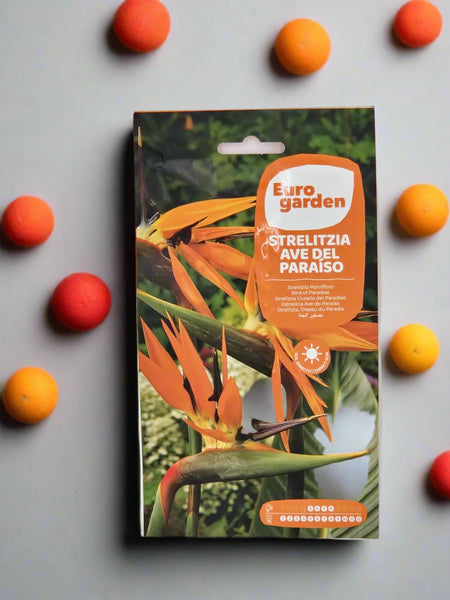 Strelitzia Reginae Bird of Paradise Seeds - Exotic Tropical House & Terrace Plant, Perfect for Indoor Growth or Bonsai