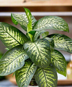 Dumb Cane (Dieffenbachia) Indoor Plant by Holland, Air-Purifying & Low Maintenance