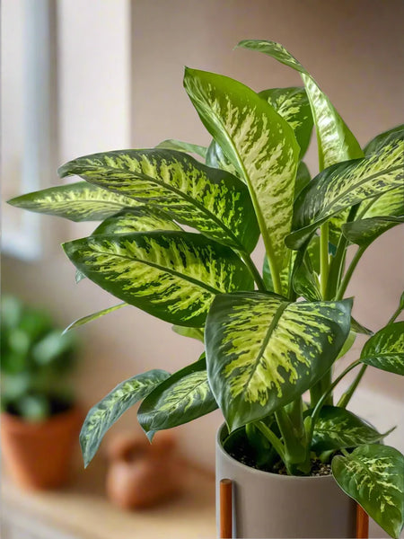 Dumb Cane (Dieffenbachia) Indoor Plant by Holland, Air-Purifying & Low Maintenance