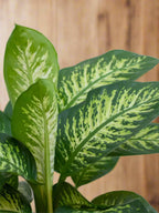 Indoor