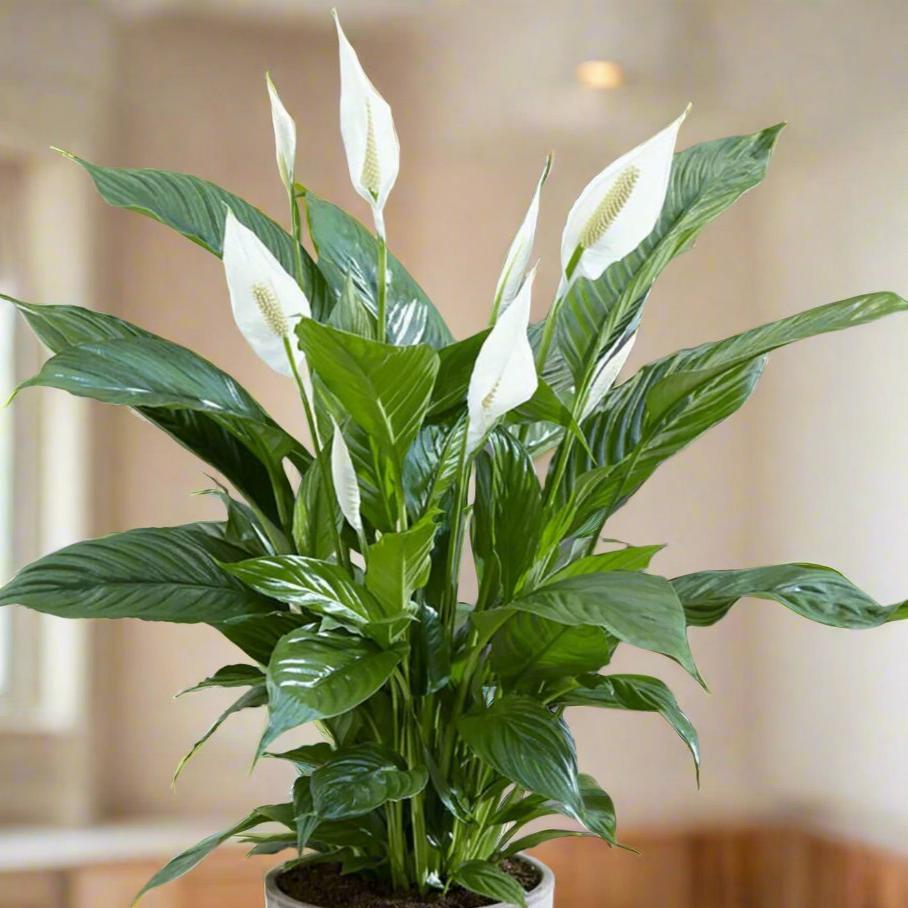 indoor plant